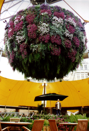 The Biggest Aspidistra In The World!