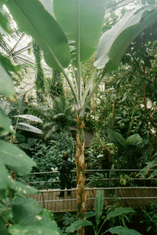 The Botanical Gardens High Level Walkway, Amsterdam, The Netherlands