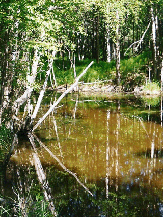 A Bit Overgrown, Anchorage, Alaska, USA