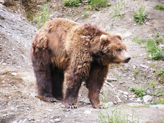 Grizzly Bear, Alaska Zoo, Anchorage, USA