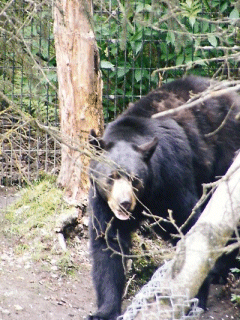 Black Bear, Alaska Zoo, Anchorage, USA