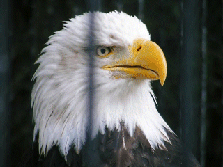 Bald Eagle, Alaska Zoo, Anchorage, AK, USA