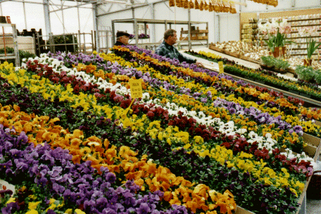 The Bloemenmarkt. Amsterdam, The Netherlands