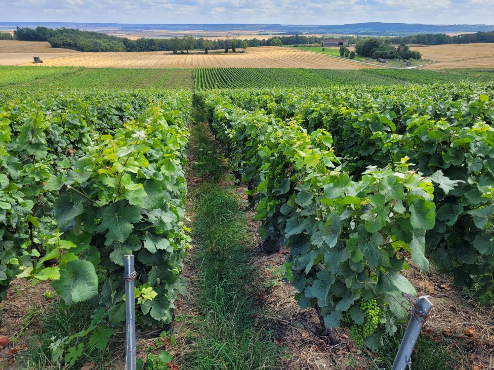 Vineyards at Chenay, near Reims, France