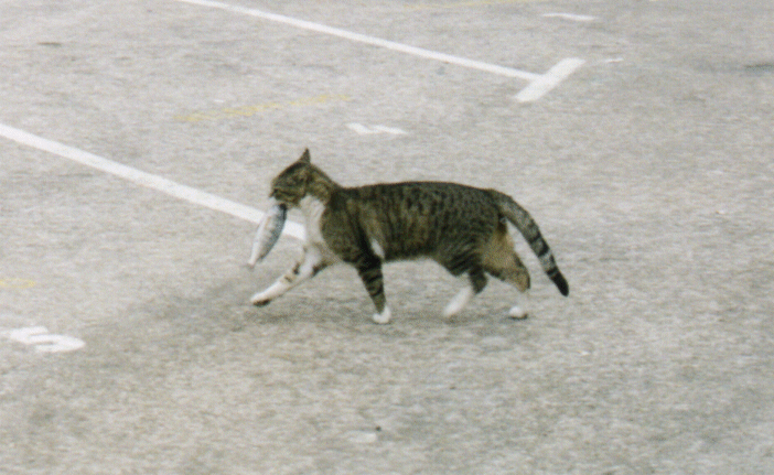 Cheeky Cat making off with the Catch! Moraira, Spain