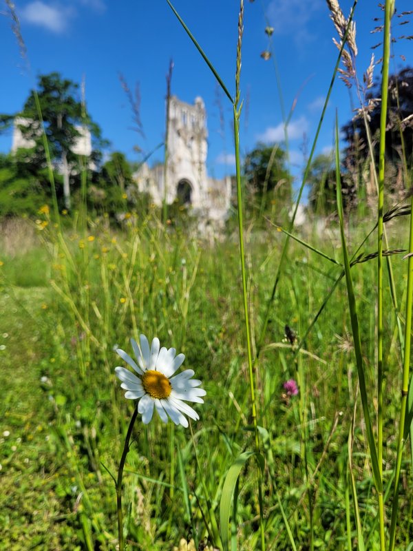 A Single Daisy at the Abbaye de Jumi�ges, Normandy, France