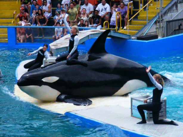 End of the Show - Miami Seaquarium, Florida, USA