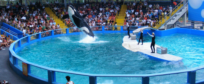 Airborn - Miami Seaquarium, Florida, USA