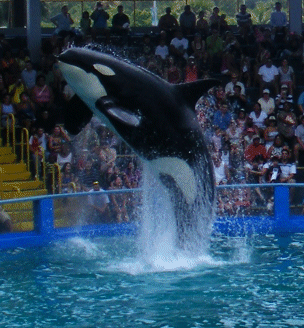The Killer Whale Show, Miami Seaquarium, Florida, USA