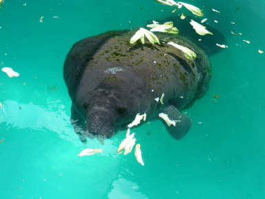 Manatees, Miami Seaquarium, Florida, USA