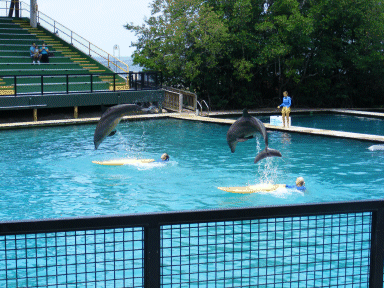 More Dolphin fun, Seaquarium, Miami, Florida, USA