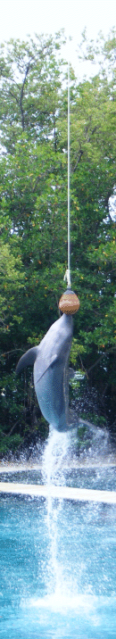 Flipper does his thing, Seaquarium, Miami, Florida, USA