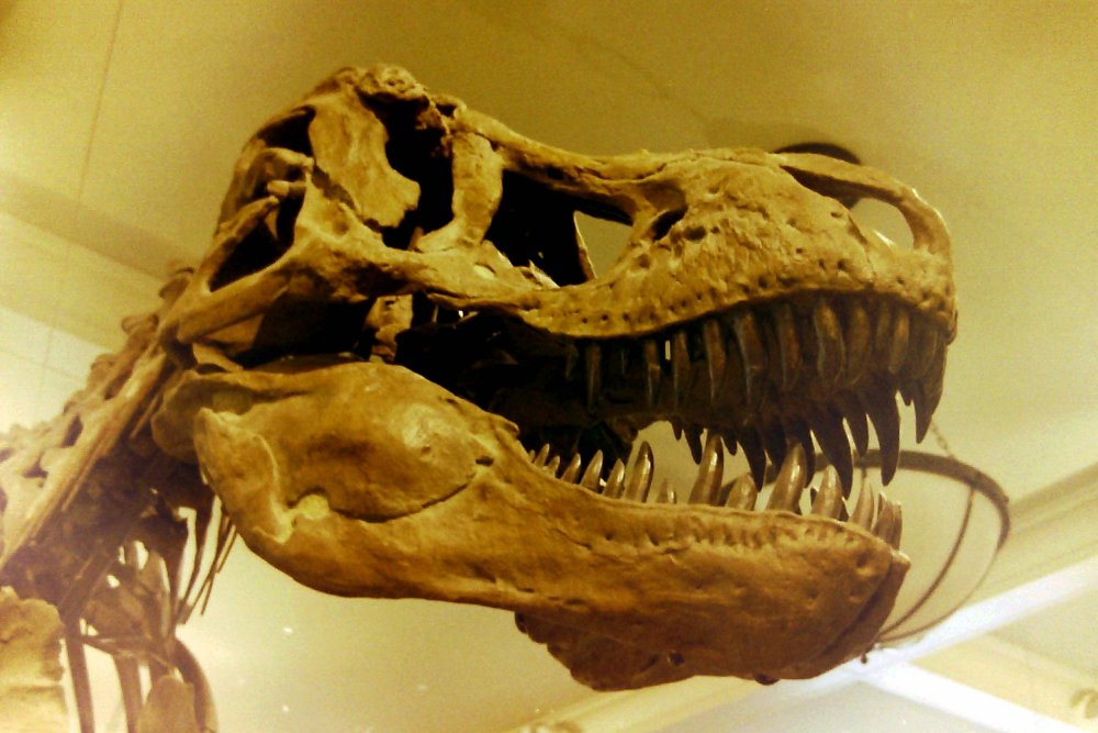 T Rex, AMNH, NYC, USA