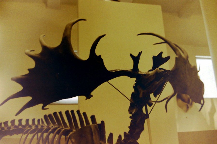 The Irish Elk, American Museum of Natural History, New York City, USA