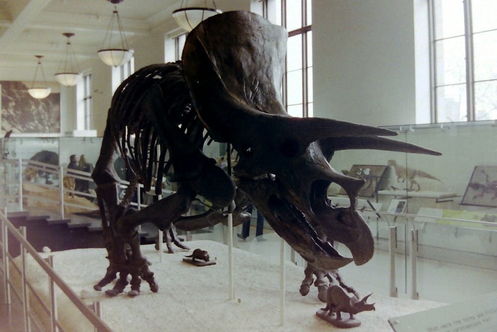 Triceratops, AMNH, NYC, USA
