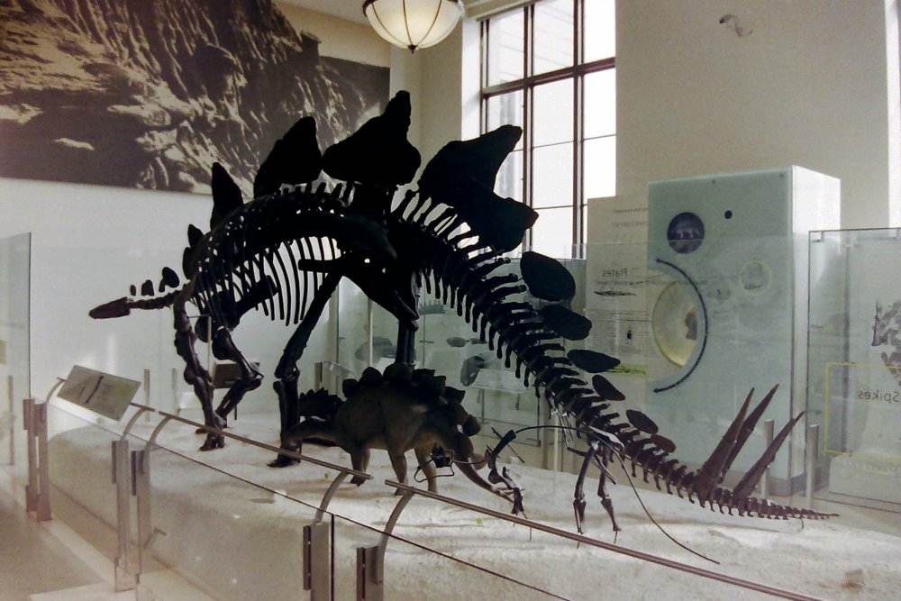 Stegosaurus, American Musem of Natural History, New York, USA