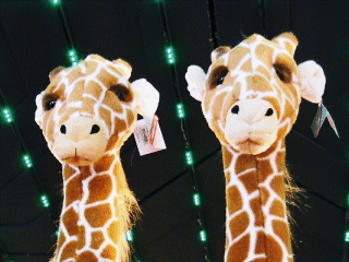More from the Riverdancing Giraffes, New York, USA