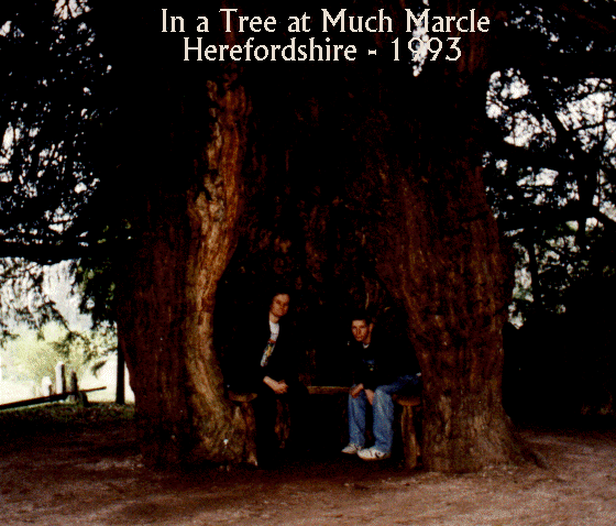 In a tree in Herefordshire!