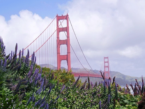 The Golden Gate amidst the Flowers, San Francisco, California, USA